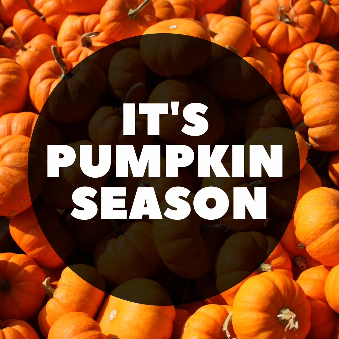 NY-Pumpkin-Picking