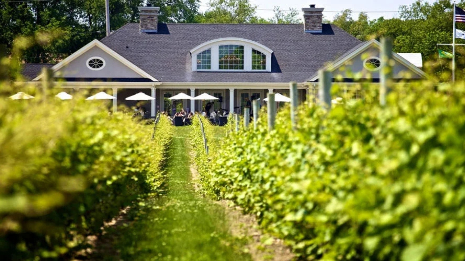 RGNY-Vineyard